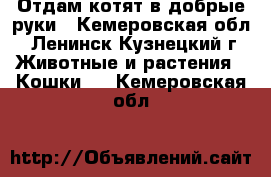 Отдам котят в добрые руки - Кемеровская обл., Ленинск-Кузнецкий г. Животные и растения » Кошки   . Кемеровская обл.